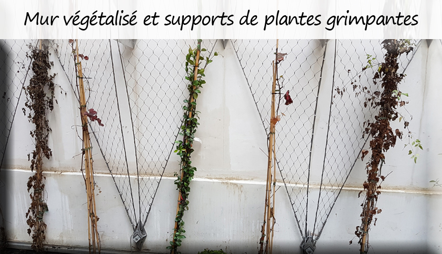 Mur végétalisé et supports de plantes grimpantes